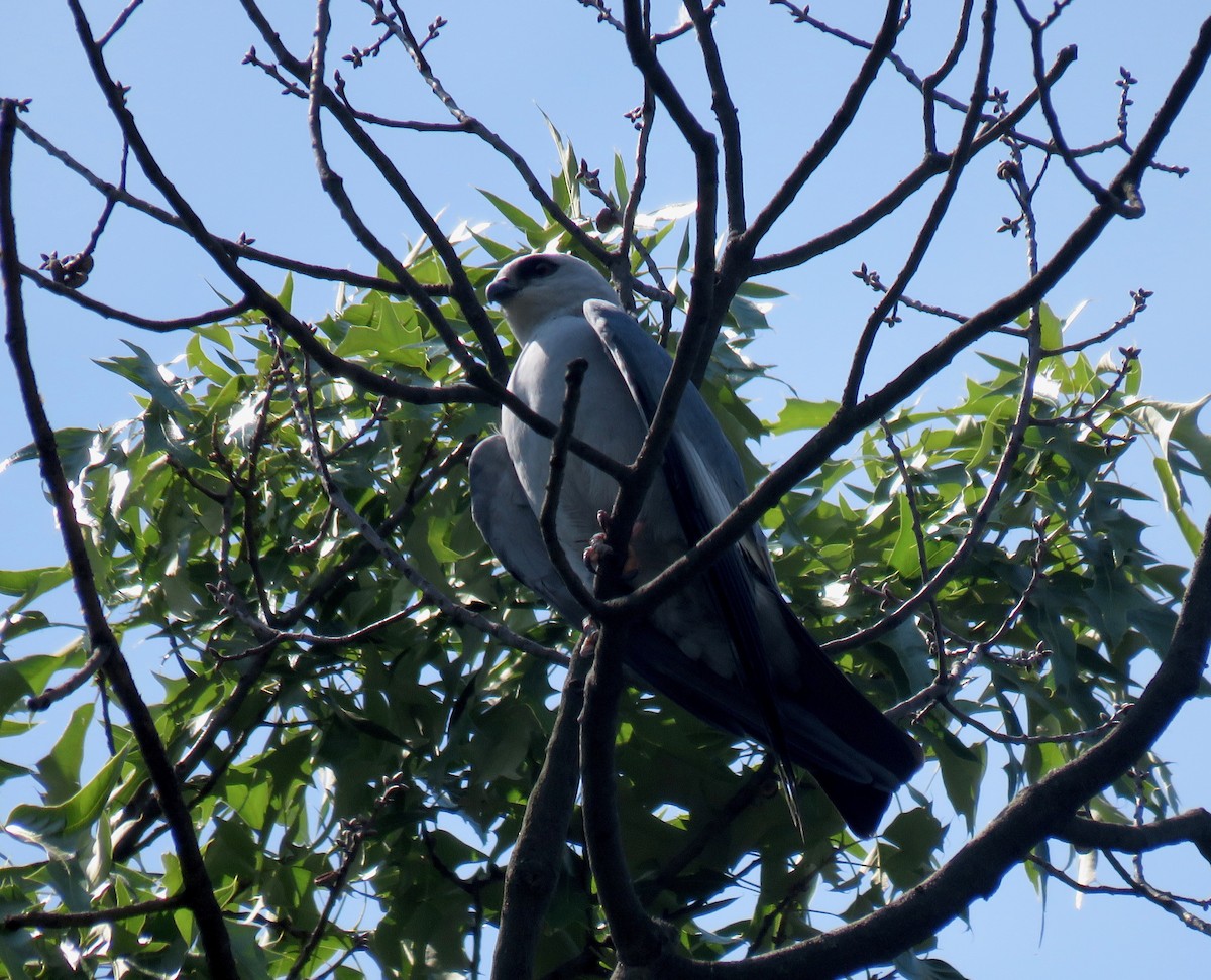 Mississippi Kite - Gerry Hawkins