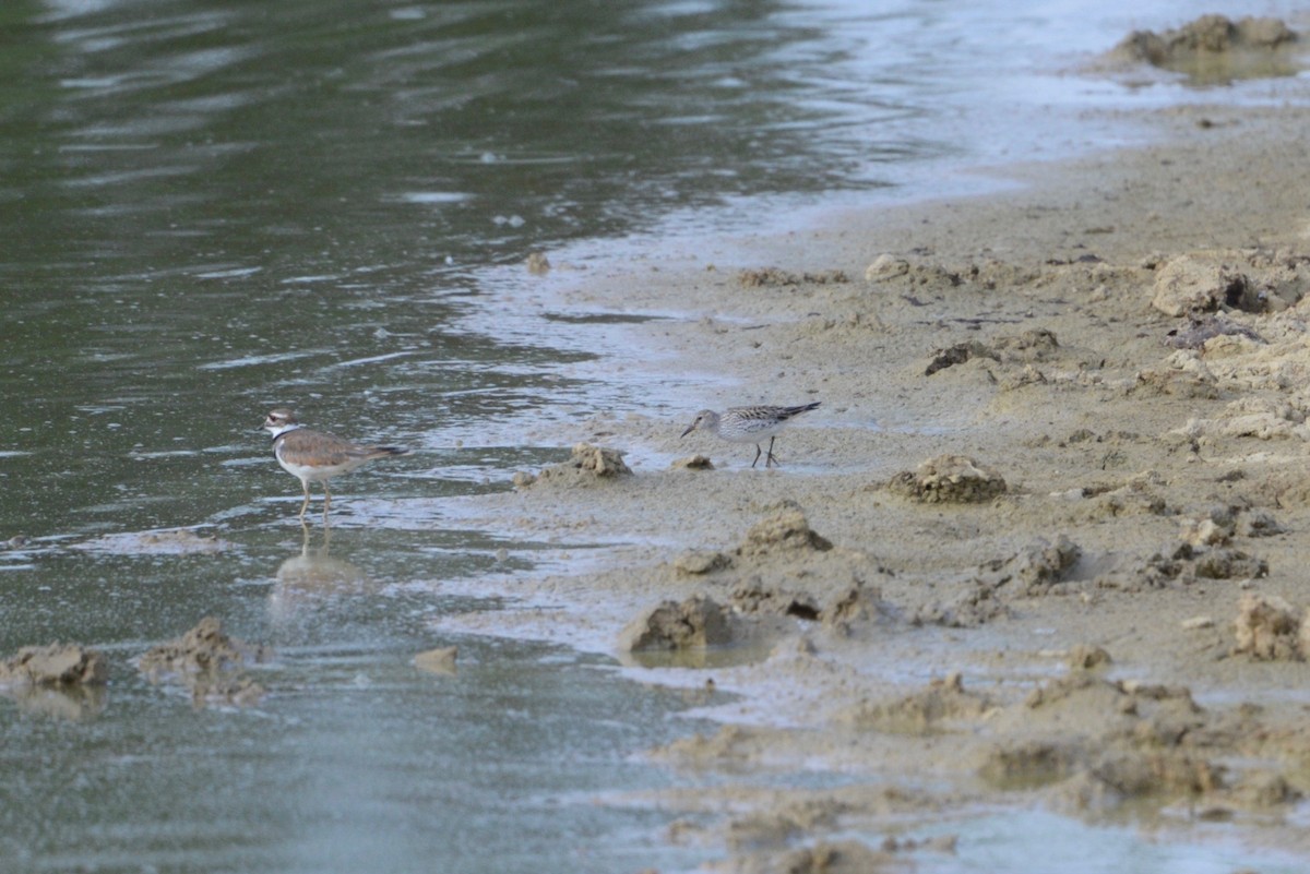 White-rumped Sandpiper - ML585116251