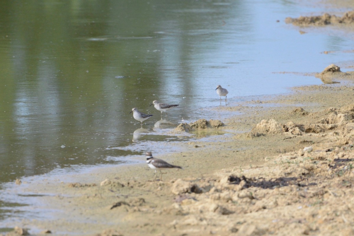 White-rumped Sandpiper - ML585116261
