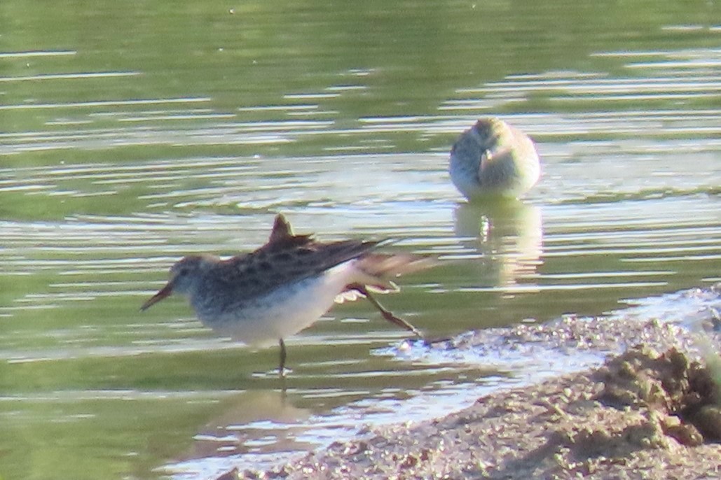 White-rumped Sandpiper - ML585116351