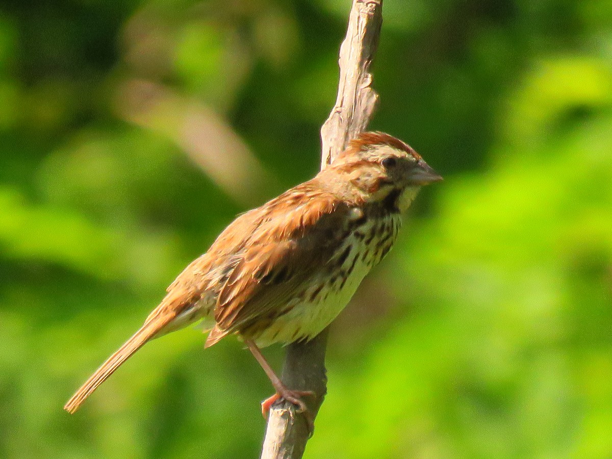 Song Sparrow - ML585116501