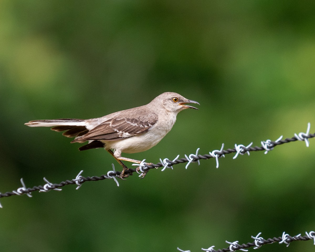 Northern Mockingbird - ML585116841