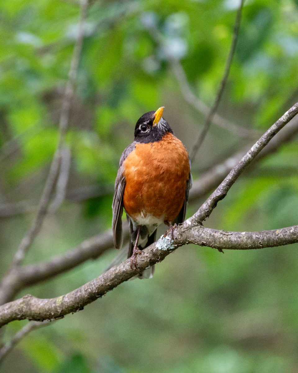 American Robin - Peter Rosario