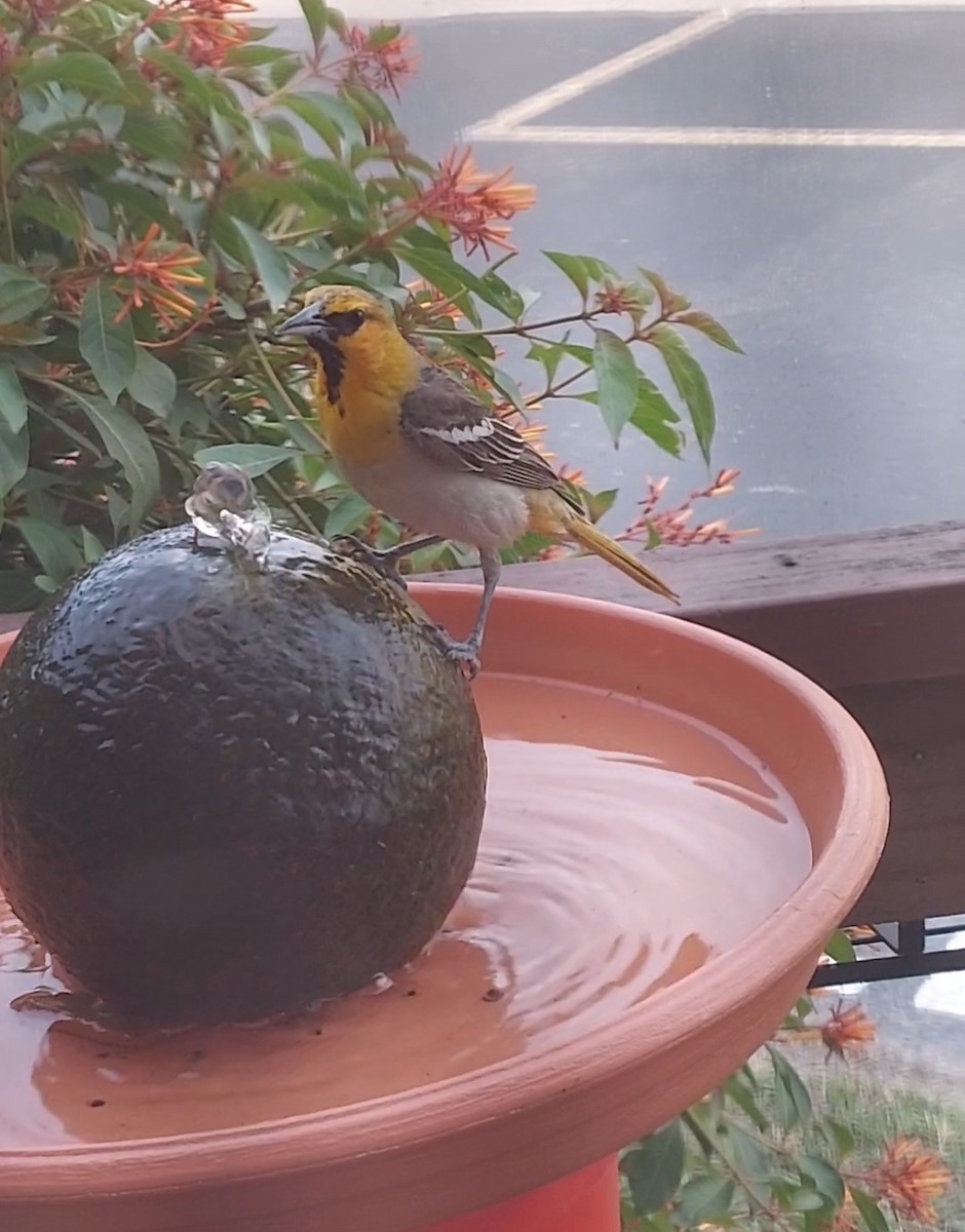 Bullock's Oriole - ML585117481