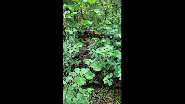 Spruce Grouse - ML585118401