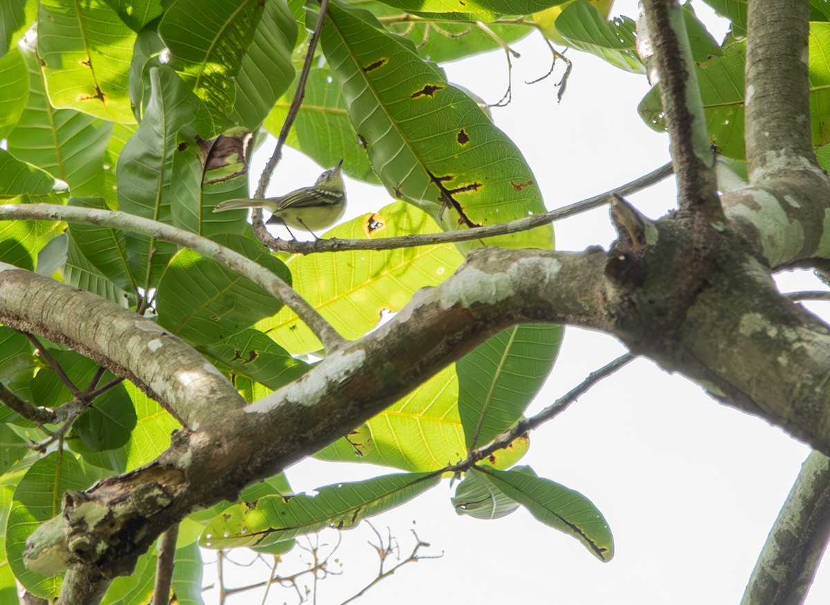 Yellow-green Tyrannulet - Andrew Thornton