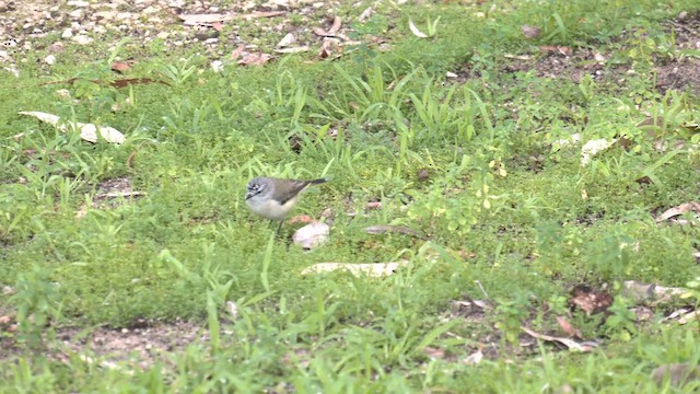 Шиподзьоб жовтогузий - ML585119561