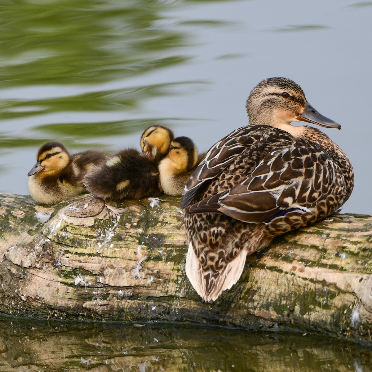 Mallard - ML585119711