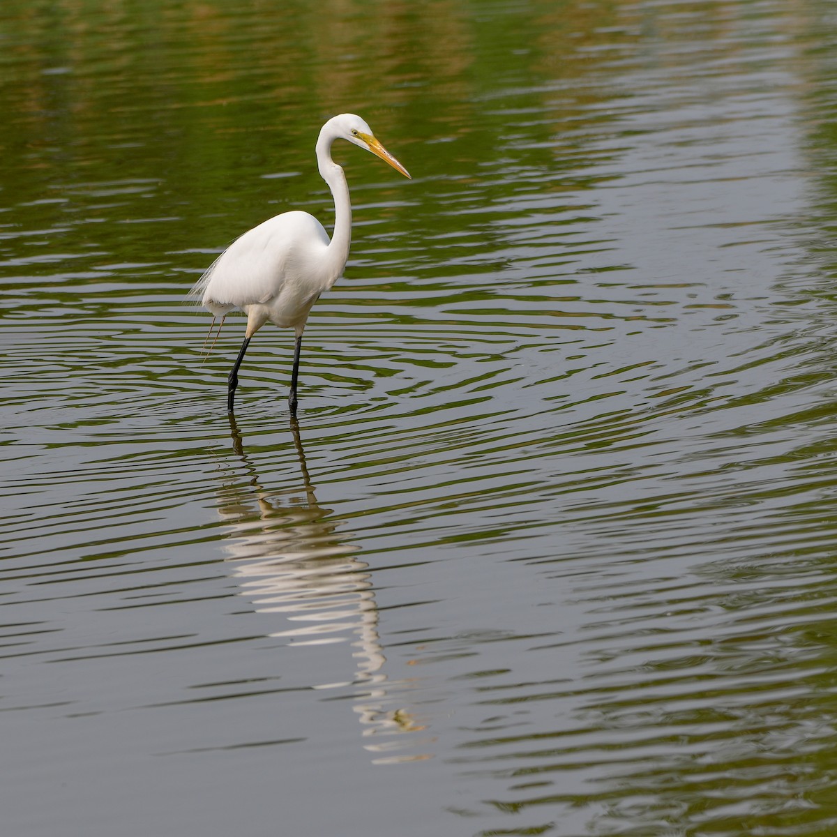 Great Egret - ML585119881