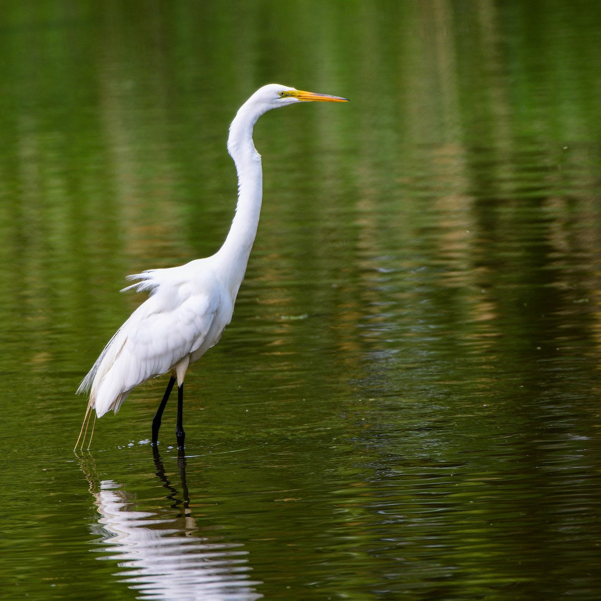 Great Egret - ML585119911