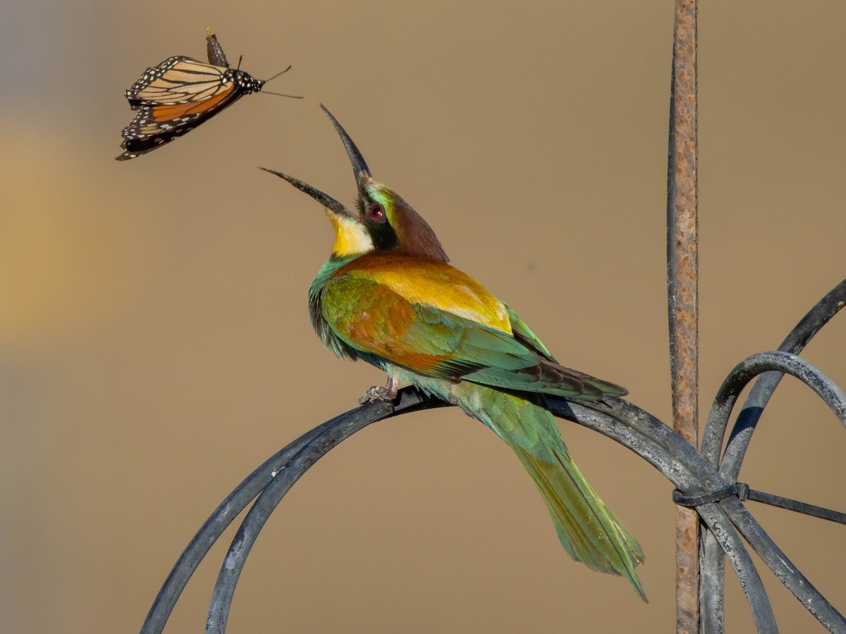 European Bee-eater - Andrés  Rojas Sánchez