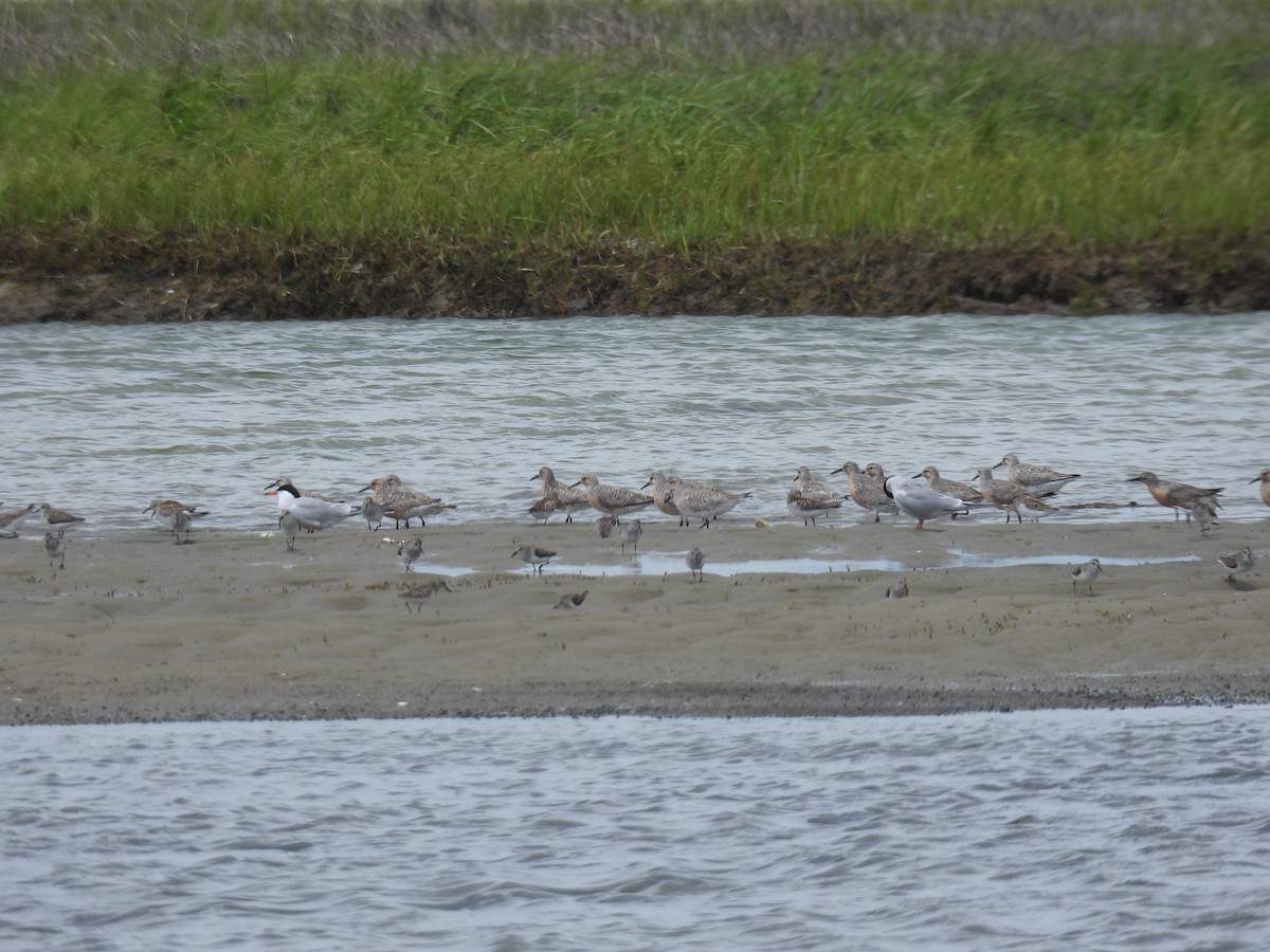 Red Knot - ML585120911