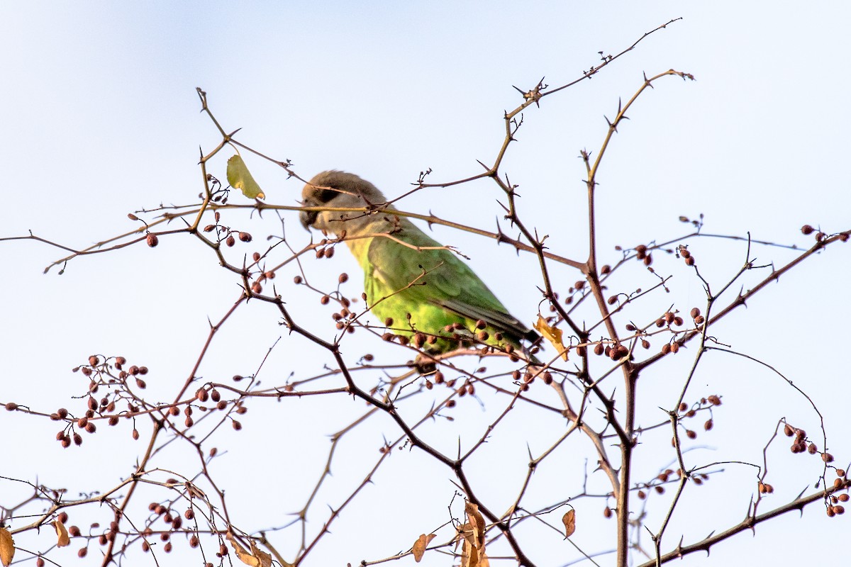 Brown-headed Parrot - ML585121381