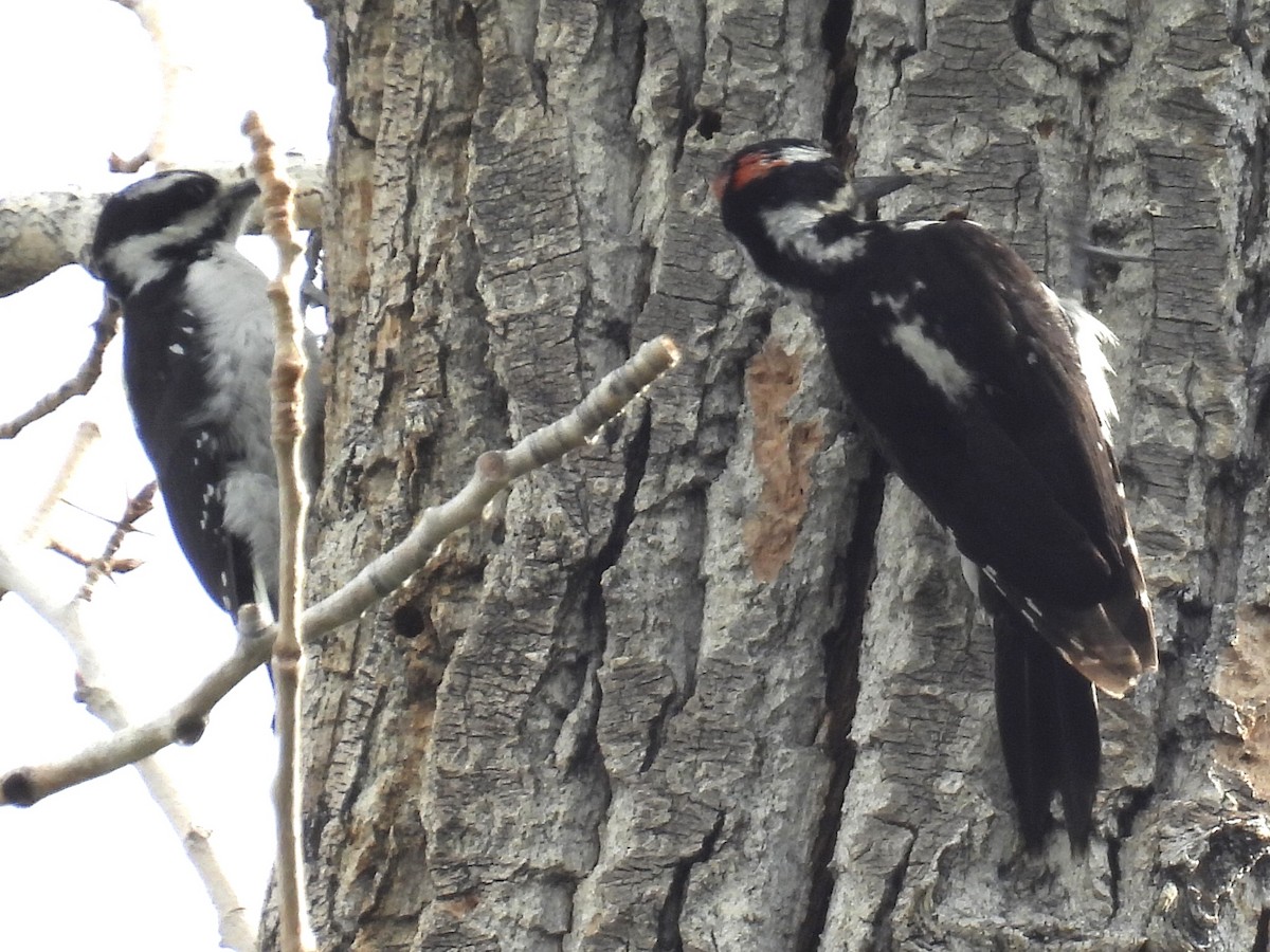 Hairy Woodpecker - ML585121701
