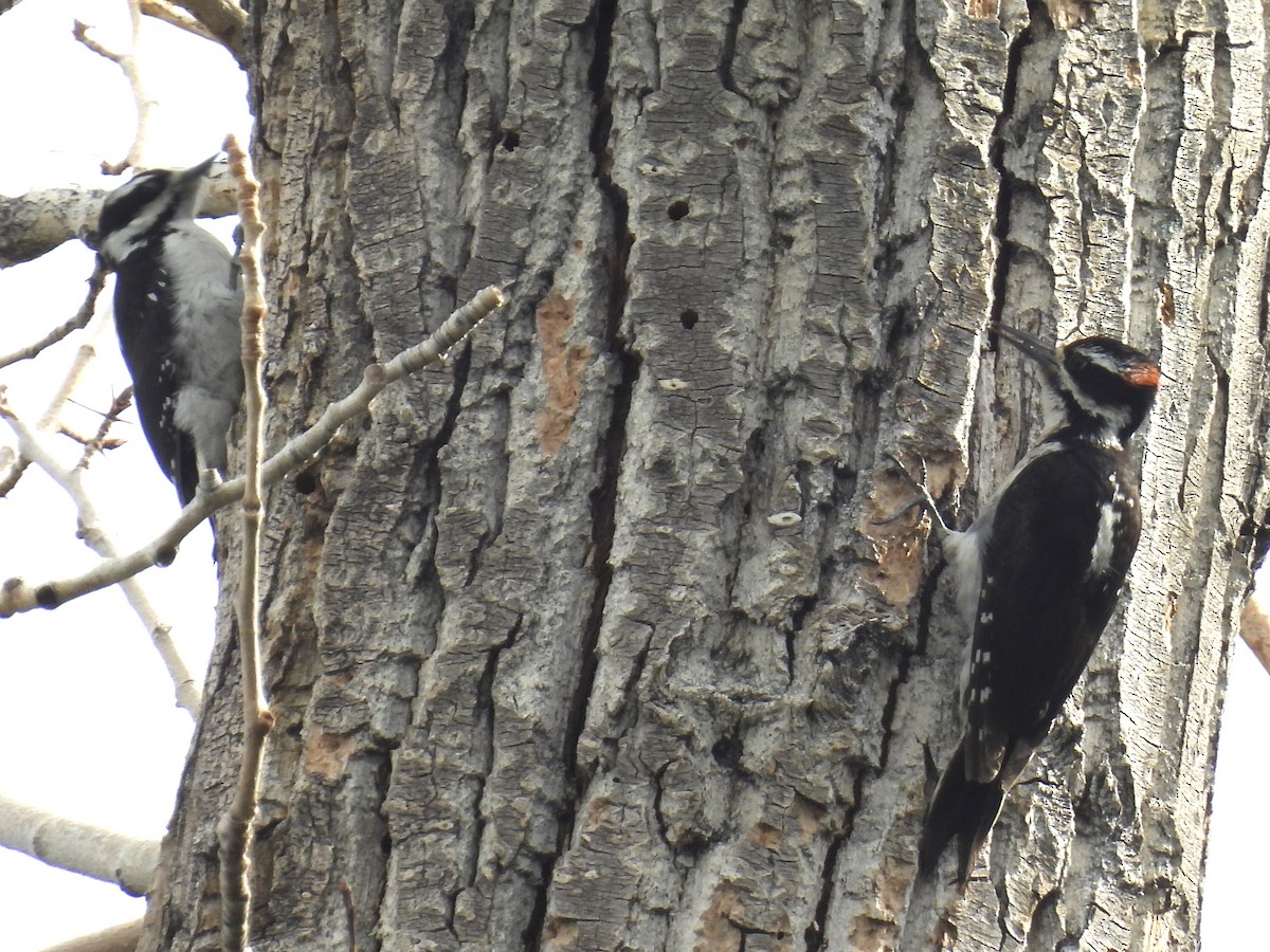 Hairy Woodpecker - ML585121711