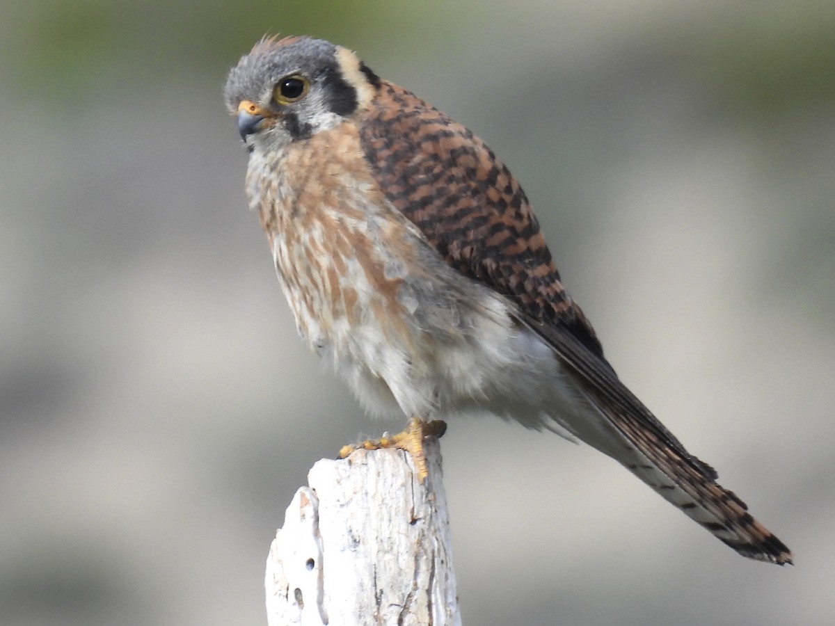 American Kestrel - ML585121761