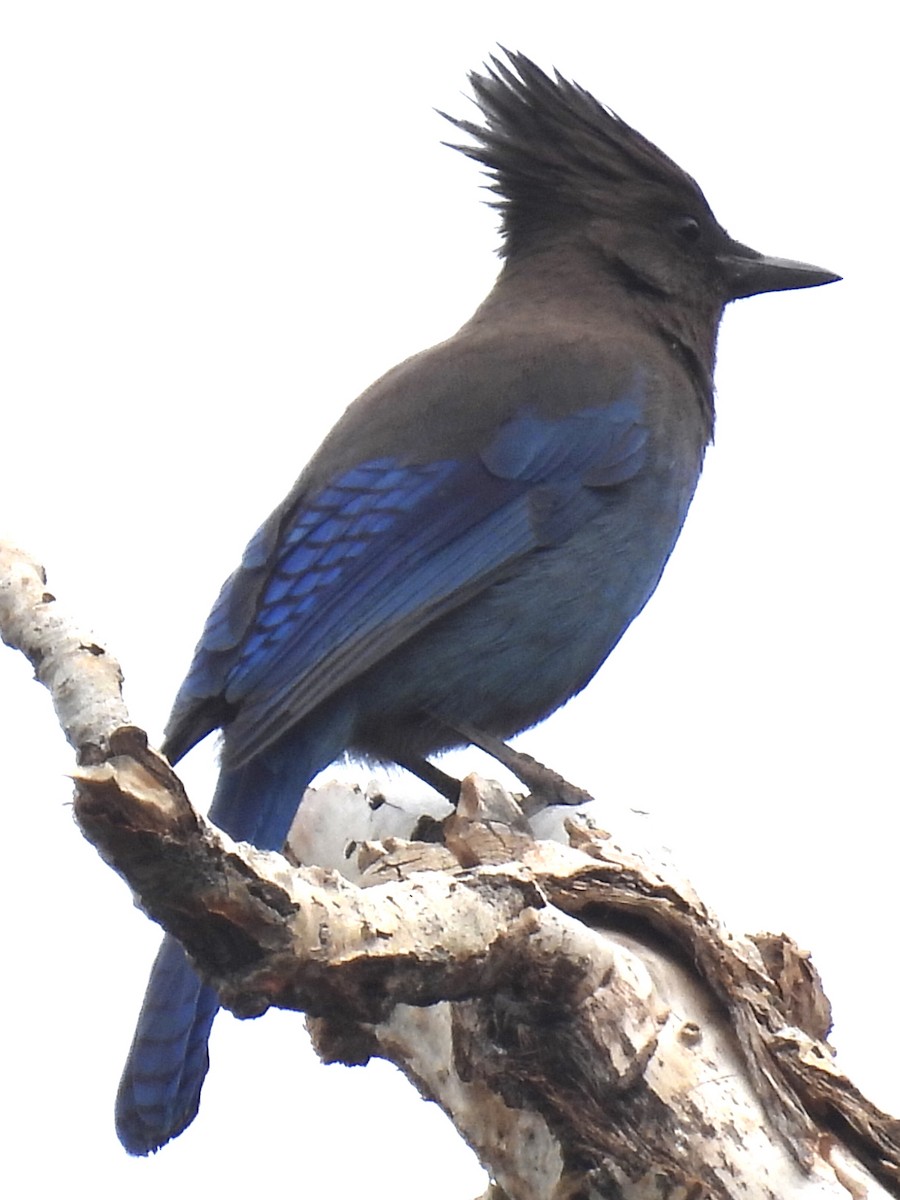 Steller's Jay - ML585121851