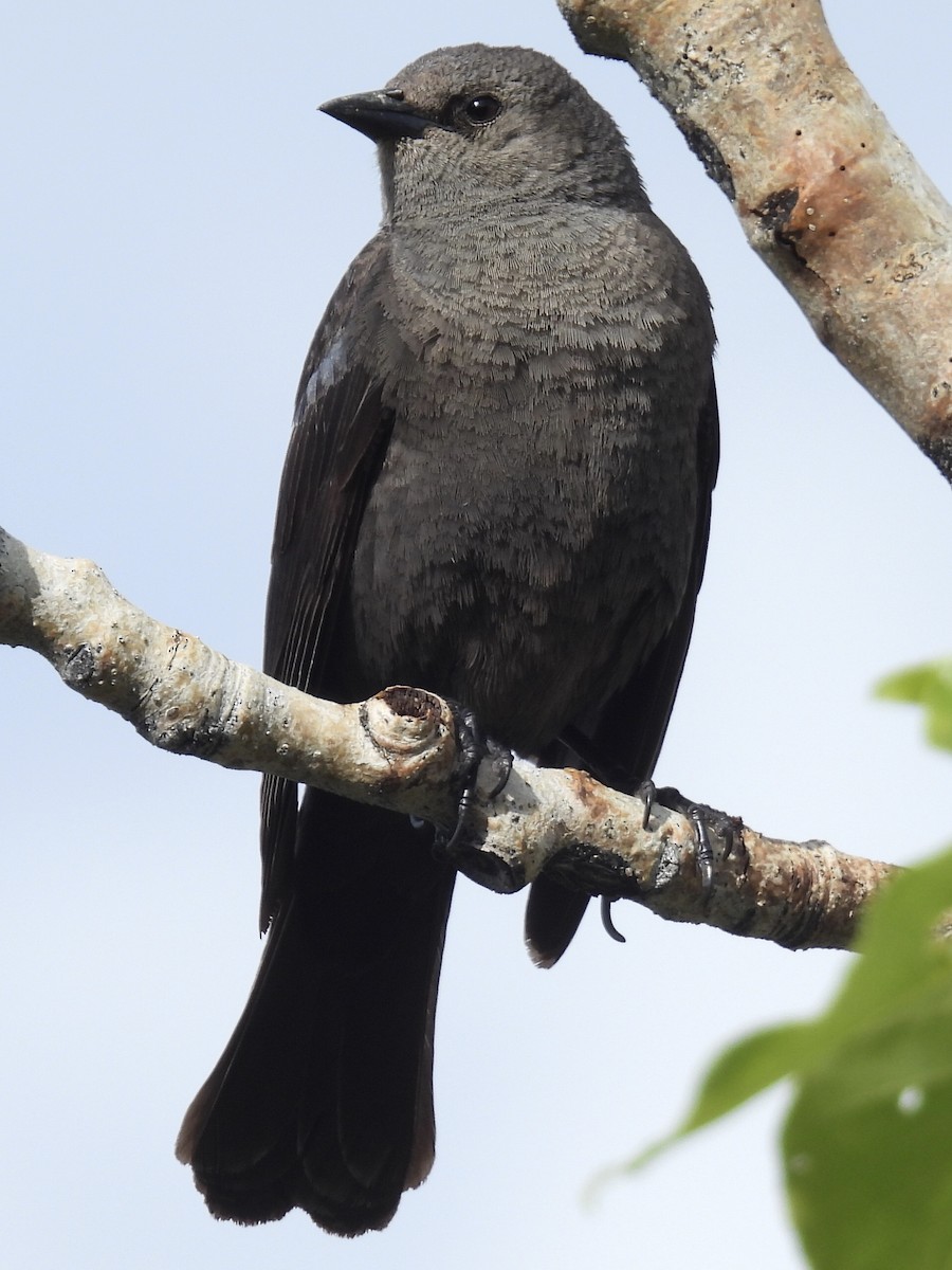 Brewer's Blackbird - ML585121941