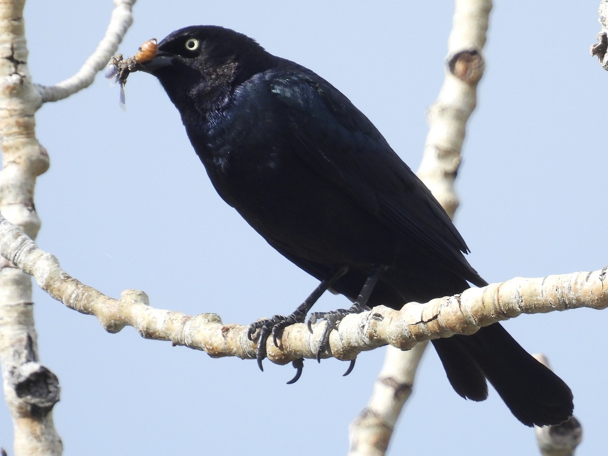 Brewer's Blackbird - ML585121951