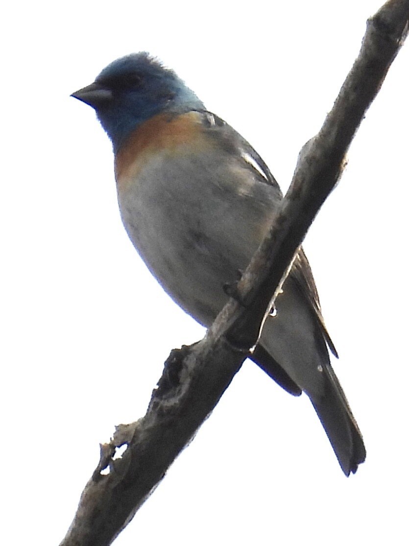 Lazuli Bunting - ML585121991