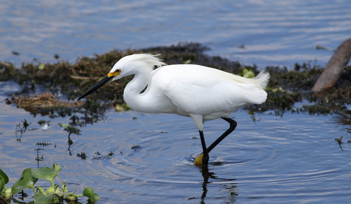 Snowy Egret - miriam avello