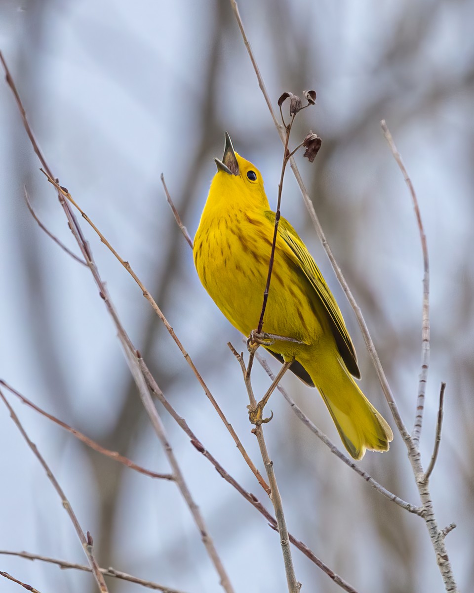 Yellow Warbler - Kathryn Alexander