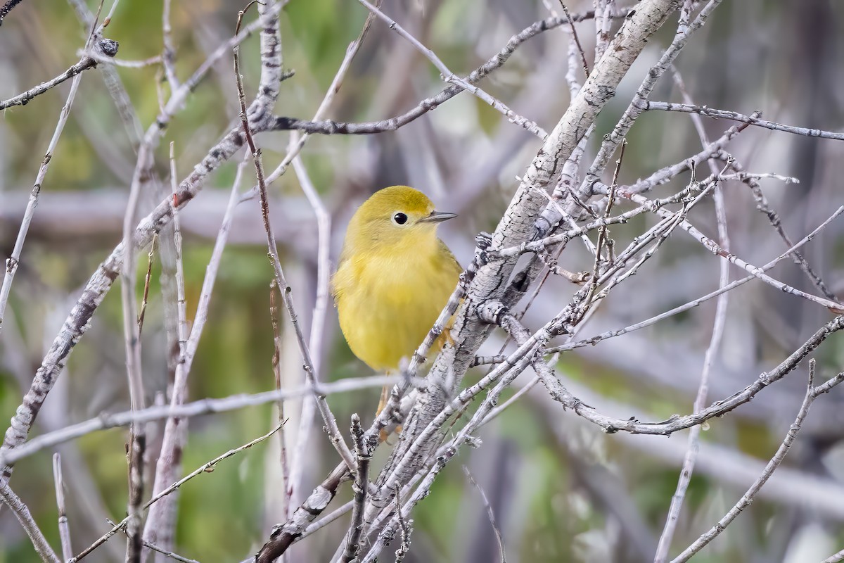 Yellow Warbler - Kathryn Alexander