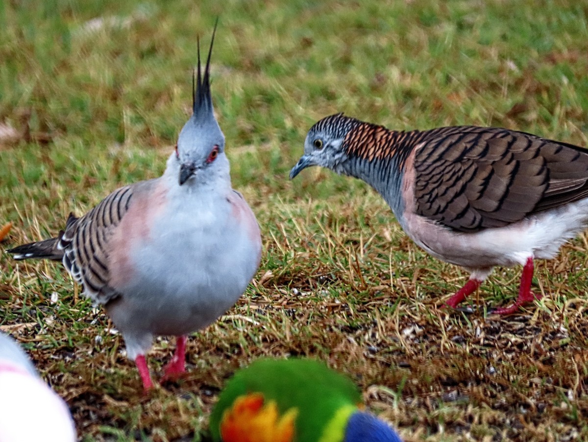 Crested Pigeon - Bill de Belin