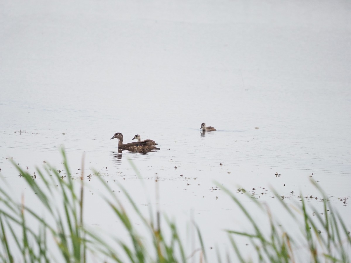 Wood Duck - ML585123581