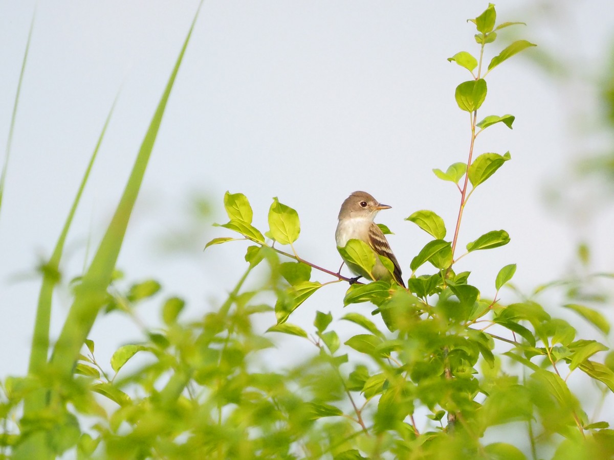 Willow Flycatcher - ML585123851