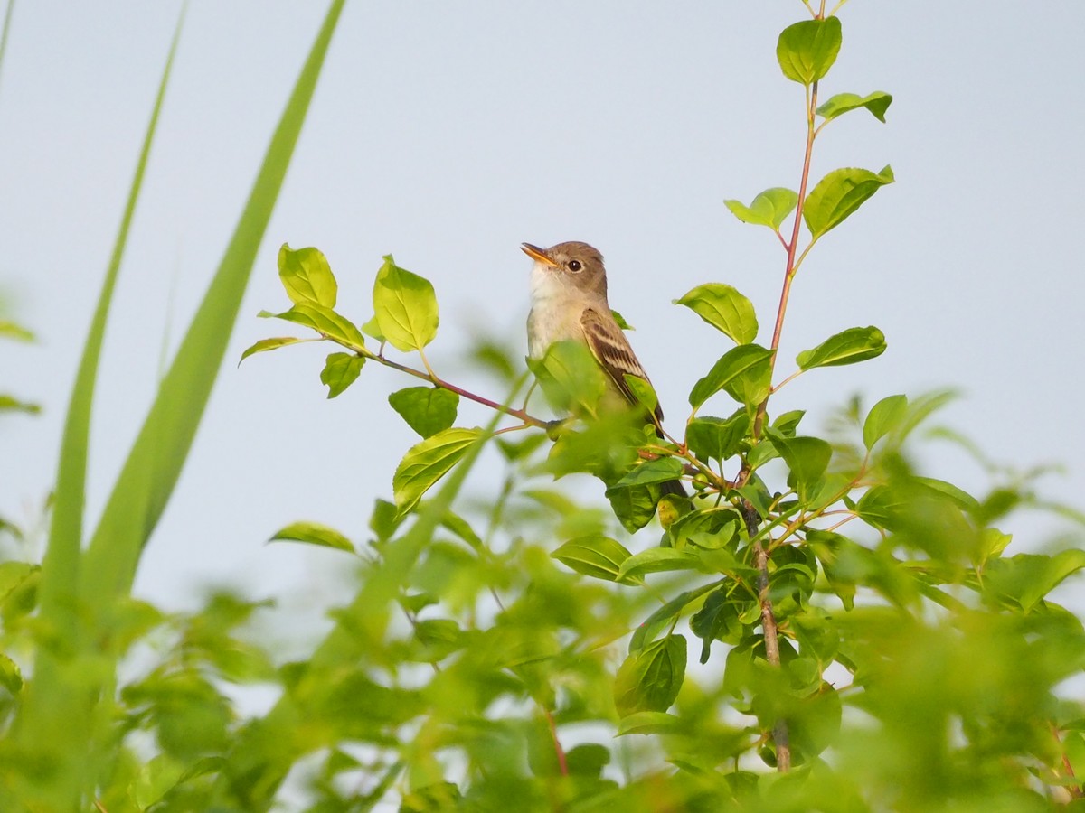 Willow Flycatcher - ML585123861