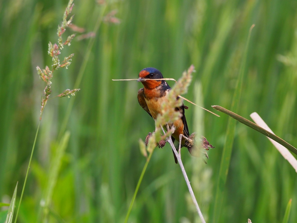 Barn Swallow - Clay Gibbons