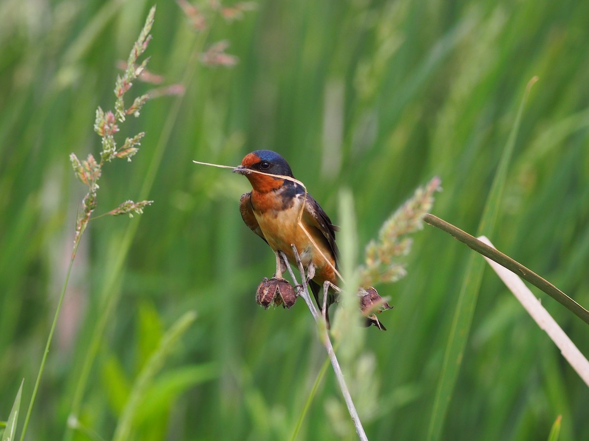 Barn Swallow - ML585123921