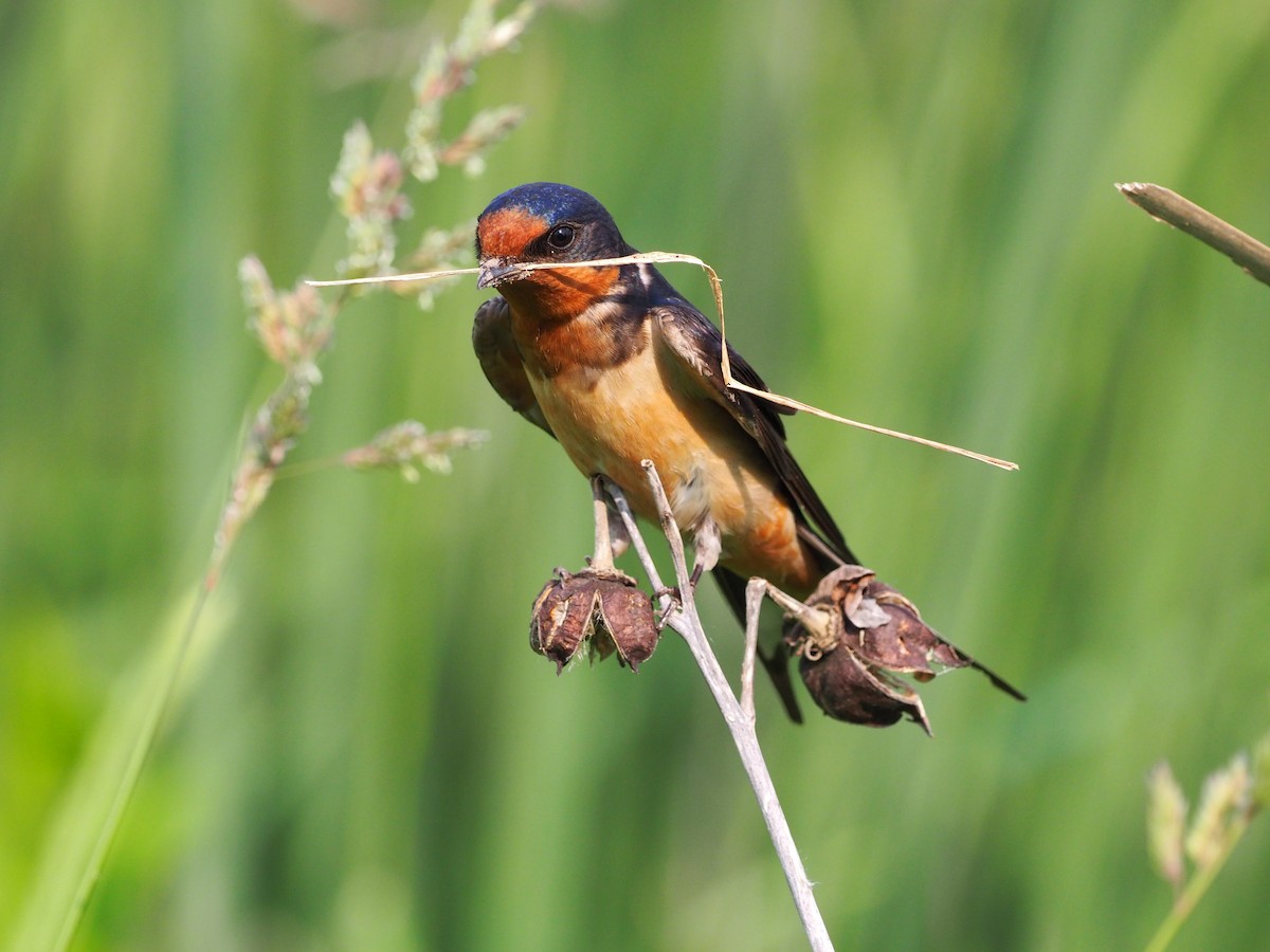 Barn Swallow - ML585123931