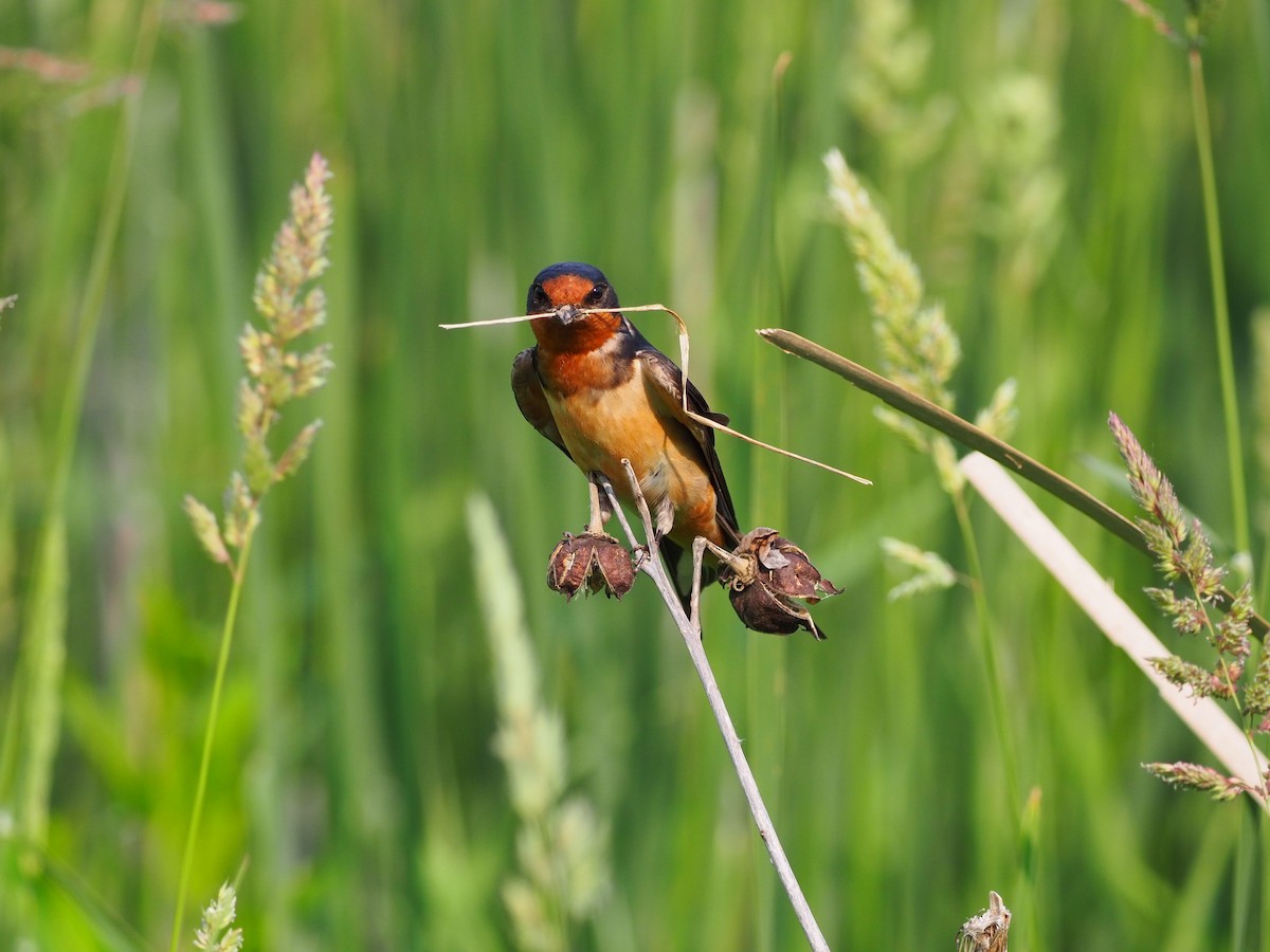 Golondrina Común - ML585123941