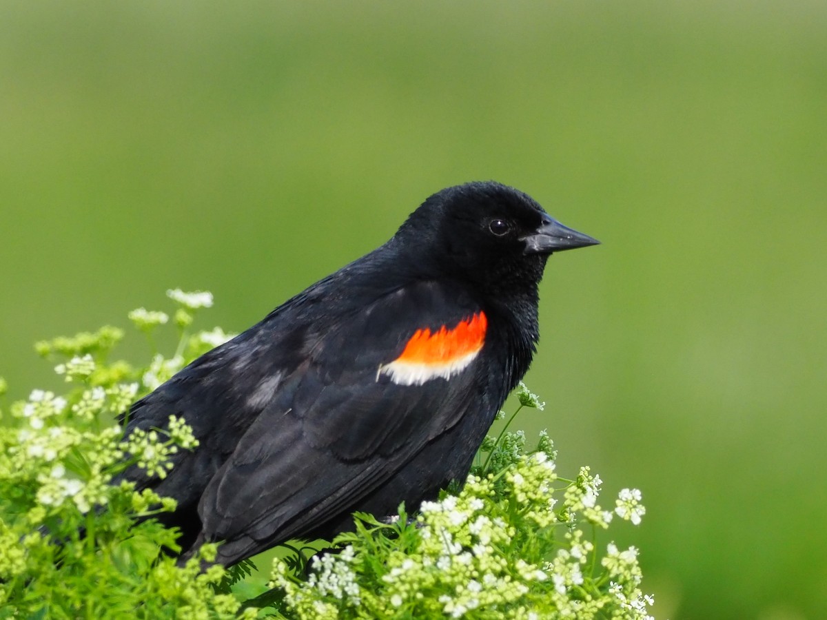 Red-winged Blackbird - ML585124071