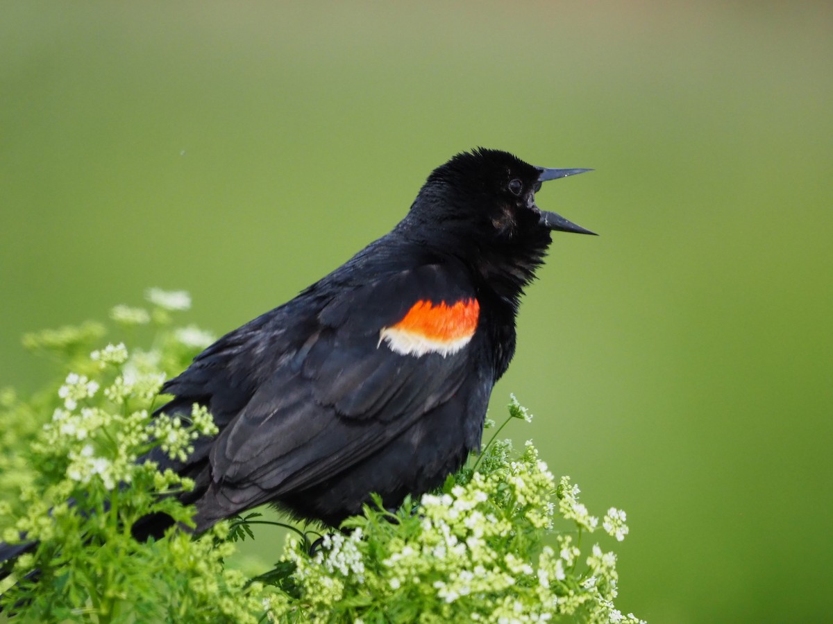Red-winged Blackbird - Clay Gibbons