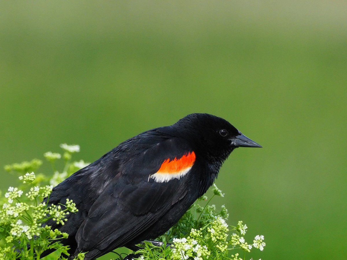 Red-winged Blackbird - Clay Gibbons