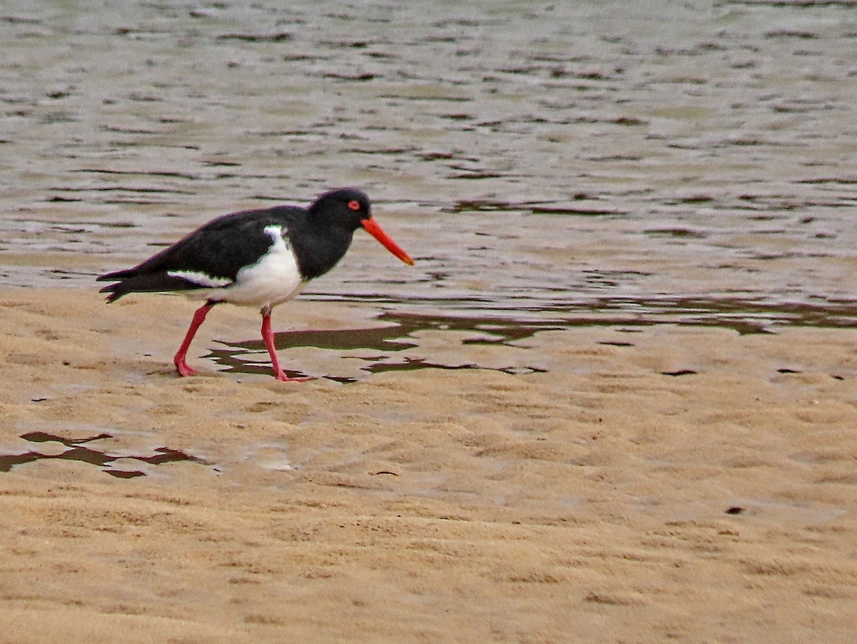 Pied Oystercatcher - ML585125111