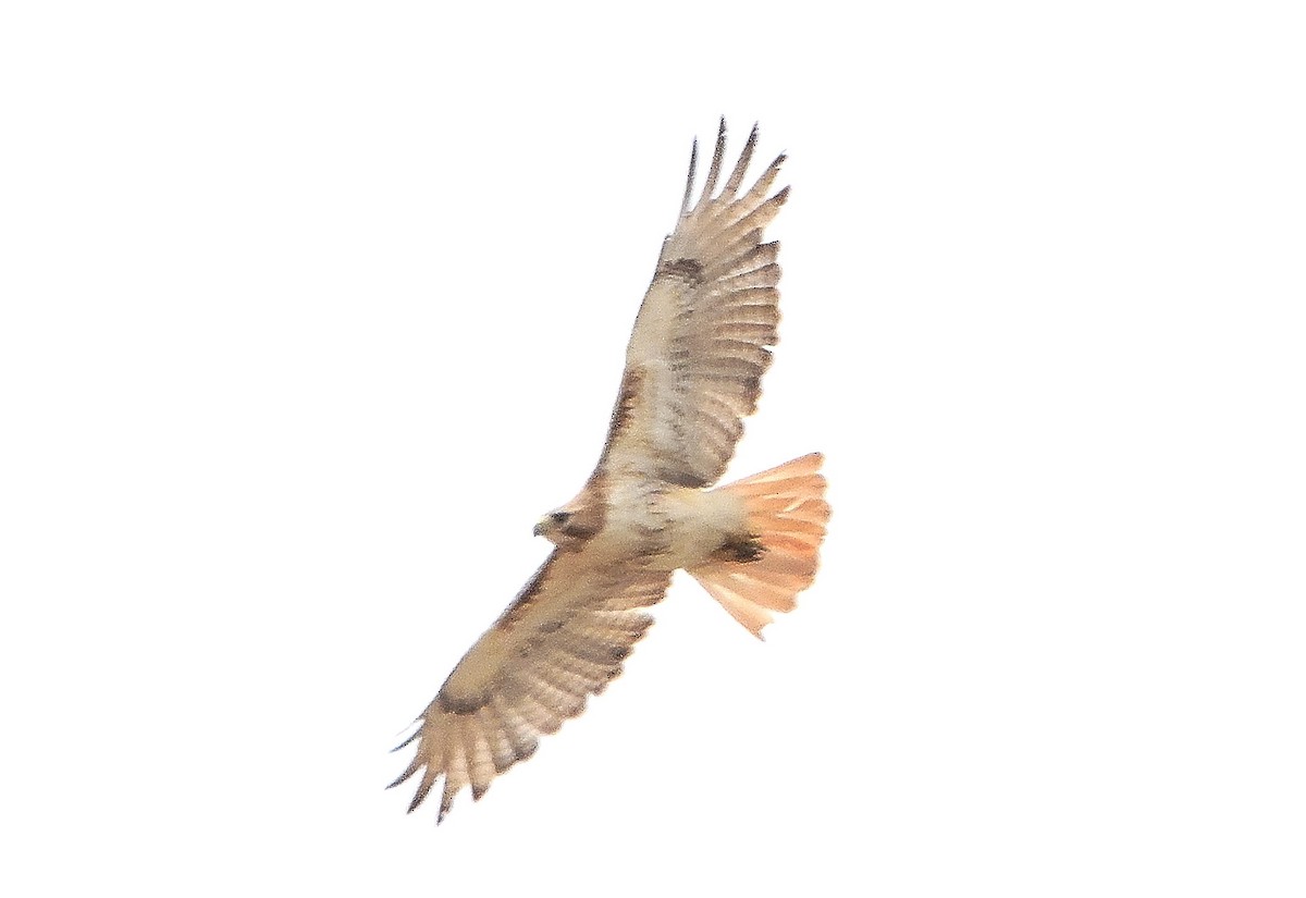 Red-tailed Hawk - ML585125301