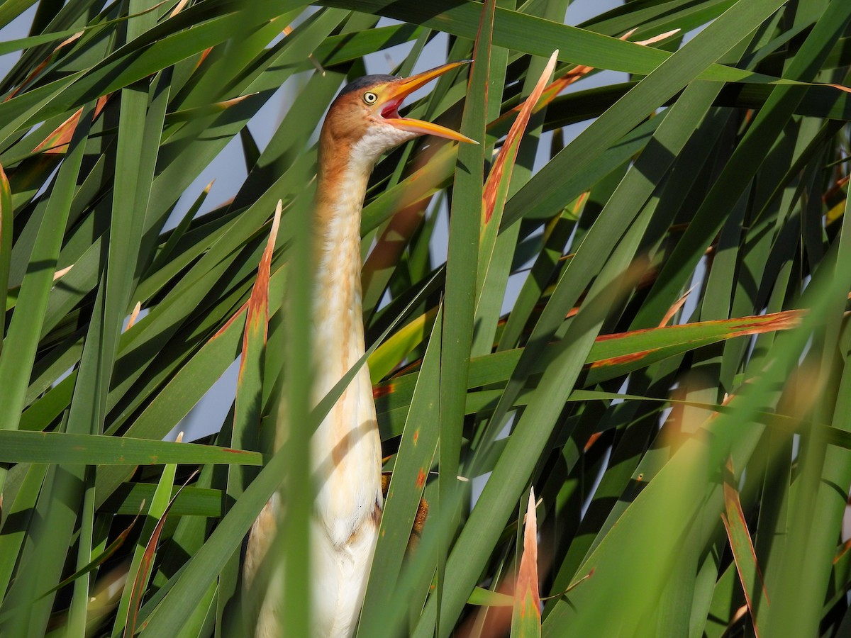 Least Bittern - Colin Urmson