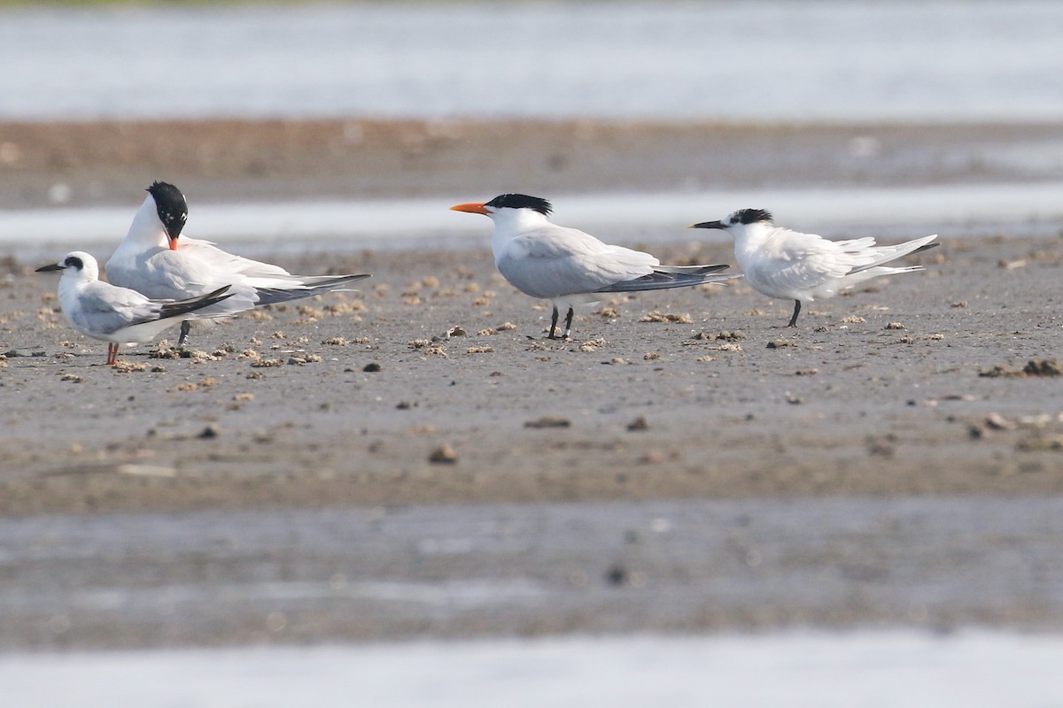 Sandwich Tern - ML585125751