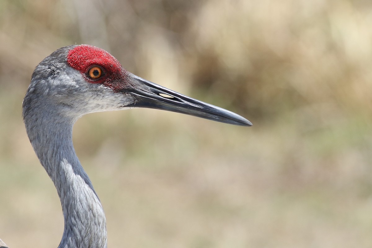 Sandhill Crane - miriam avello