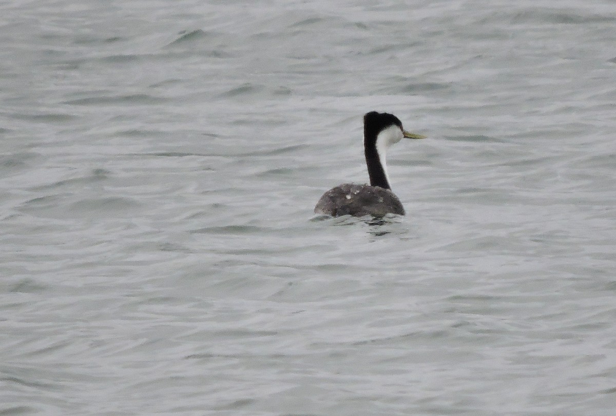 Western Grebe - Daniel Casey