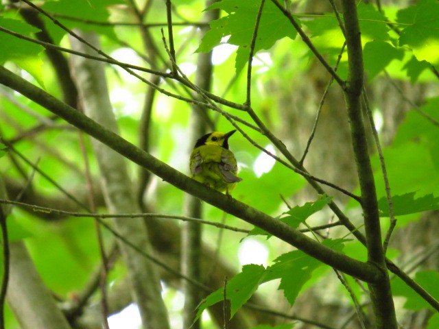 Hooded Warbler - ML585128171