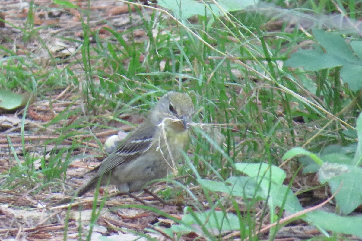 Pine Warbler - ML58512891
