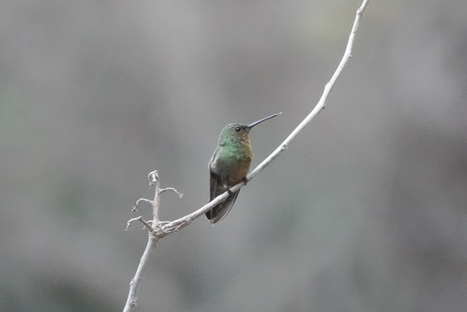 Berylline Hummingbird - ML585130491