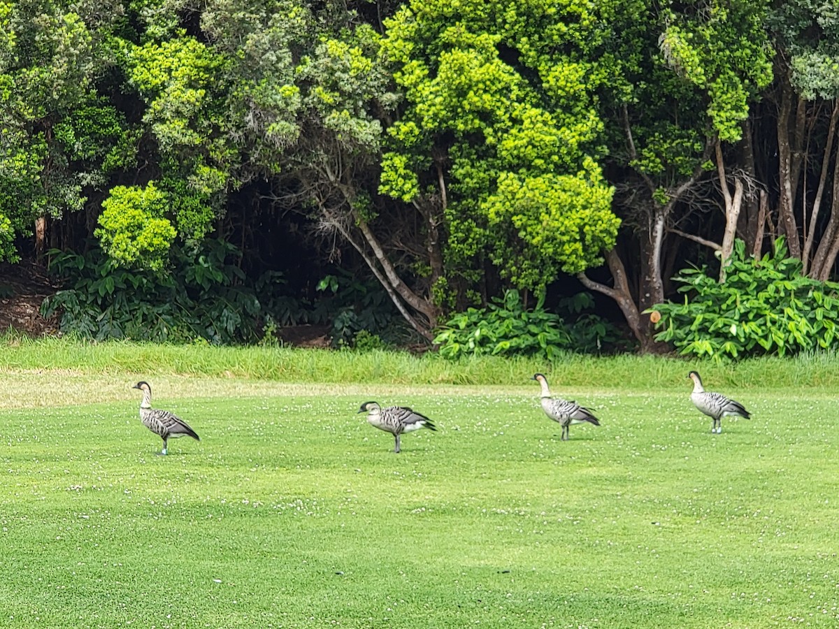 Hawaiian Goose - ML585130521