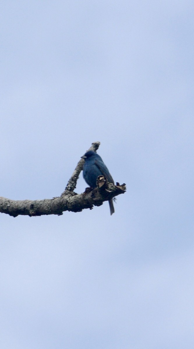 Indigo Bunting - Tim E.