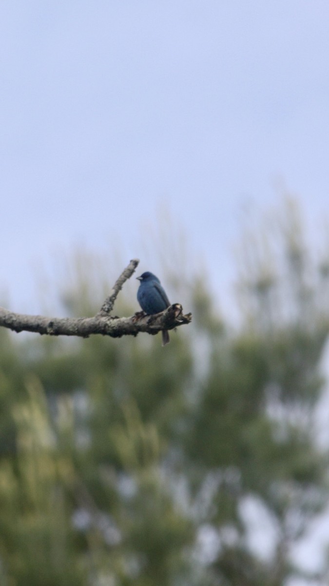 Indigo Bunting - ML585130721